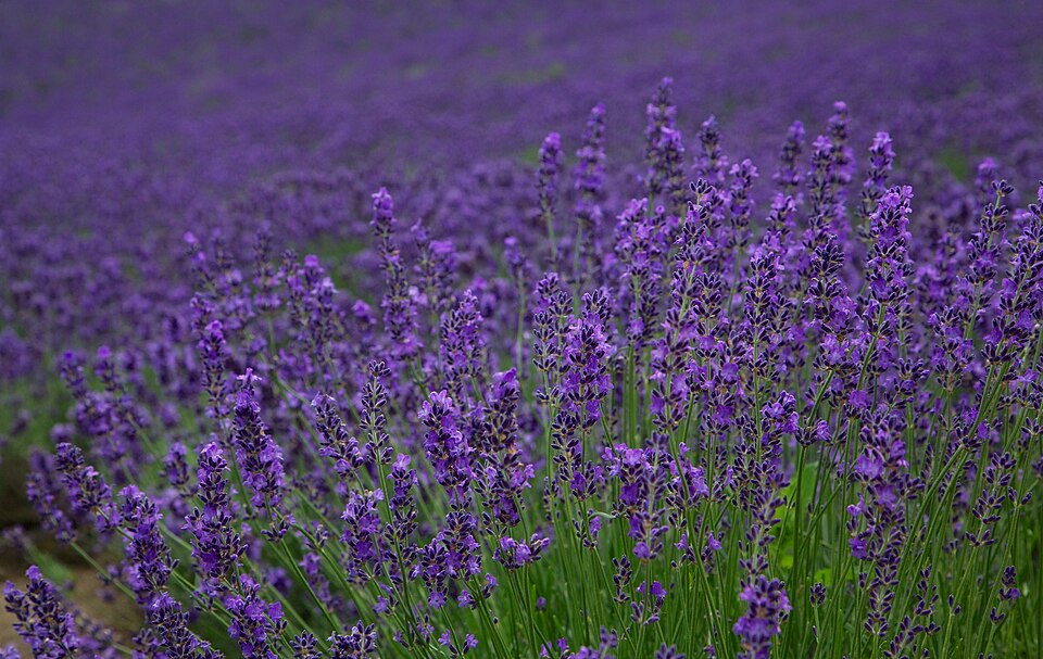 Campos de lavanda