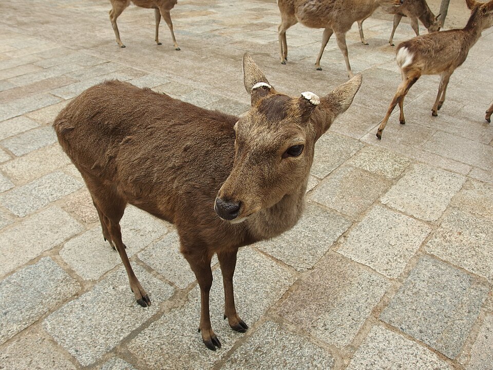 Ciervo frente al Todai-ji